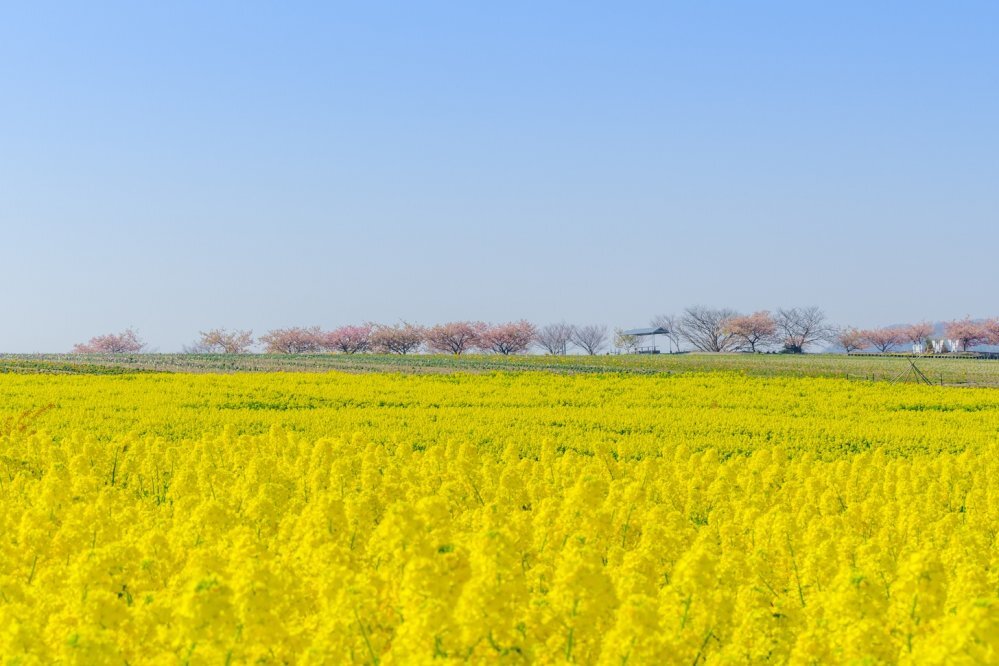 日本油菜花攻略|賞絕美黃色油菜花田8個必去景點!附日期、地址及交通方法