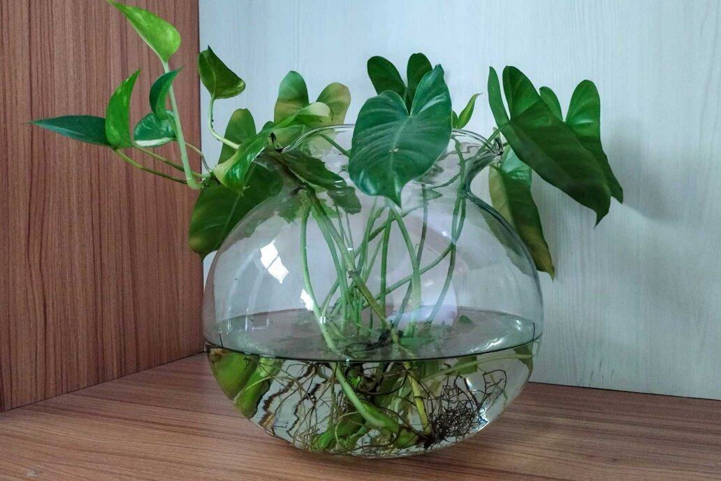 【辦公室命理學】辦公室植物攻略!應如何揀選植物?哪些植物會中伏?