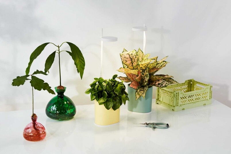 能提升家居氛圍的植物盆栽推介！MoMA Design Store充滿設計感的家居植物提案