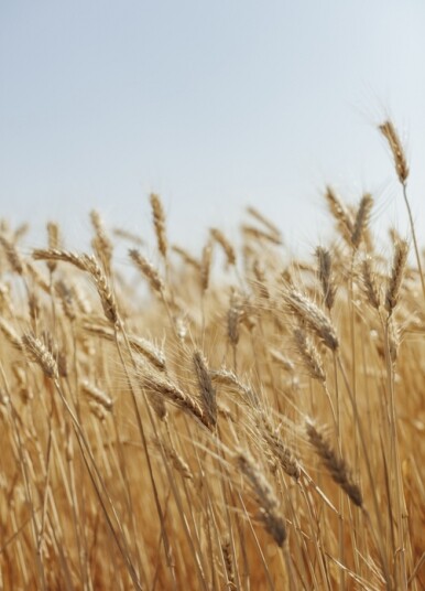 皮膚敏感戒口食物：小麥