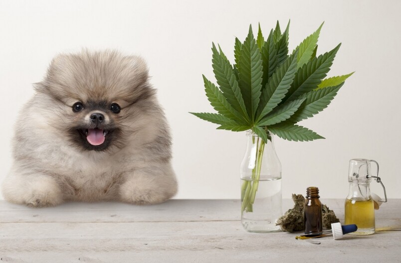 CBD對寵物的好處及功效 CBD對寵物的好處及功效