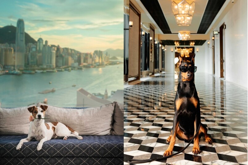 最奢華的寵物Staycation 星級酒店Rosewood Hong Kong呈獻專享寵物假期