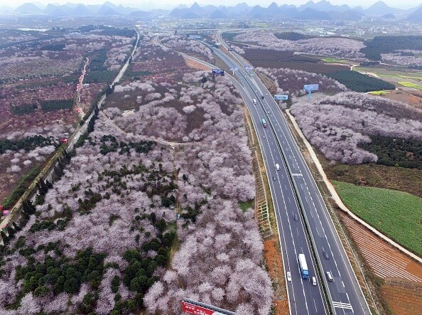 滬昆高速公路穿越櫻花園，車上的乘客可以欣賞沿途的花海，為枯燥乏味