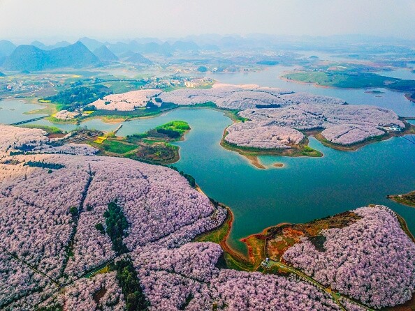 春季來臨，淫雨霏霏，佔地超過六千畝的櫻花園種著五十萬棵櫻花樹，數目