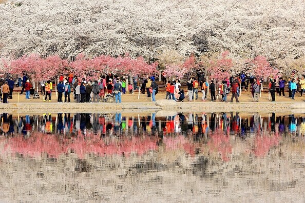 除了貴州，中國其他城市也可以賞櫻，當中首都北京的櫻花盛開也不可錯