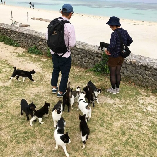 石垣地區特別多貓似的,在景點會容易見到貓群,甚至會懂得向遊人討吃 石垣地區特別多貓似的,在景點會容易見到貓群,甚至會懂得向遊人討吃