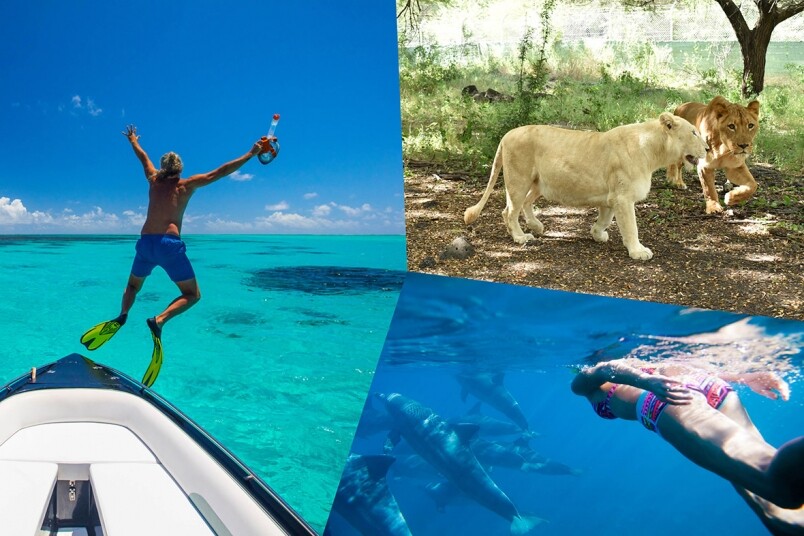 去陽光與海灘的毛里求斯跟海豚暢泳及與獅子同行