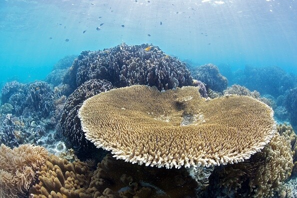 珊瑚礁浮潛