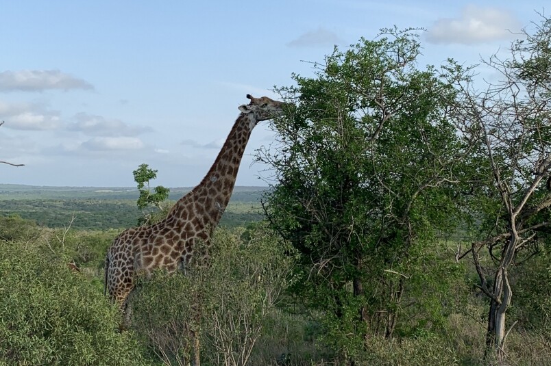 south africa big 5 safari南非野生動物