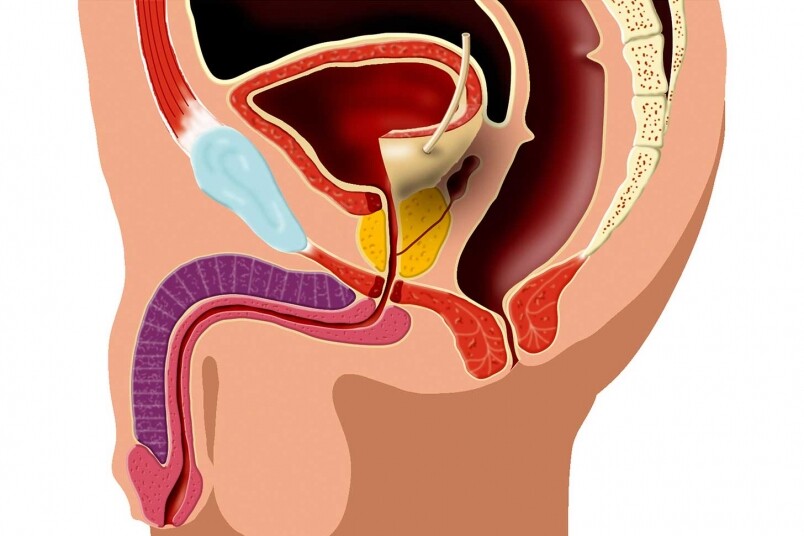 相信各位男人們,做Gym一段日子,都可能沒有聽過盆骨底肌肉(Pelvic Floor Muscles),不似 相信各位男人們,做Gym一段日子,都可能沒有聽過盆骨底肌肉(Pelvic Floor Muscles),不似