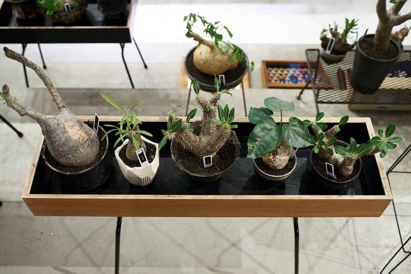 JOYCE x PLANTS OF GODS 期間限定展覽 JOYCE x PLANTS OF GODS 期間限定展覽