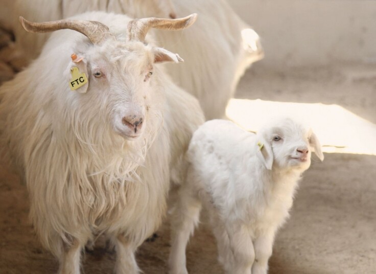 又名山羊絨，是生長在山羊外層表皮層，粗毛髮下的一層細絨毛，是用作抵