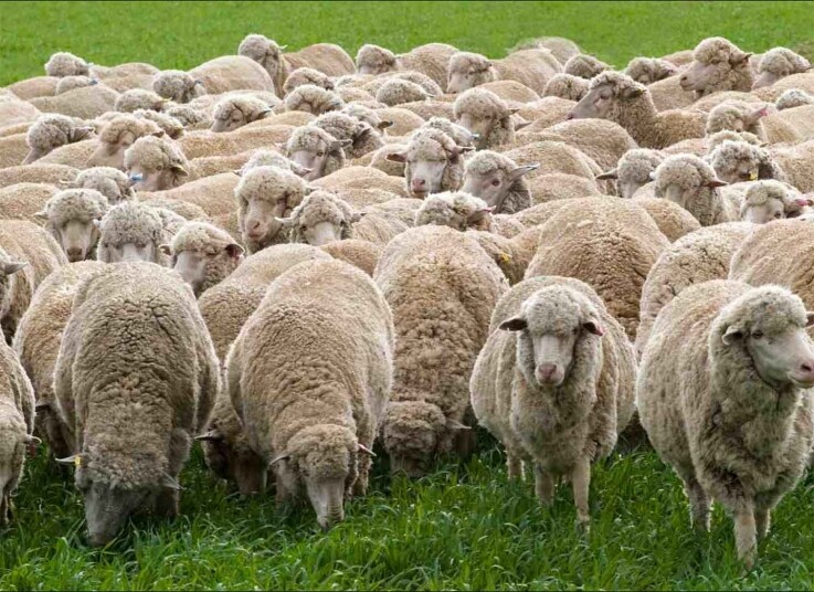 美麗諾羊在西班牙生長，並因其精細的羊毛而備受重視。1797 年，第一批源於