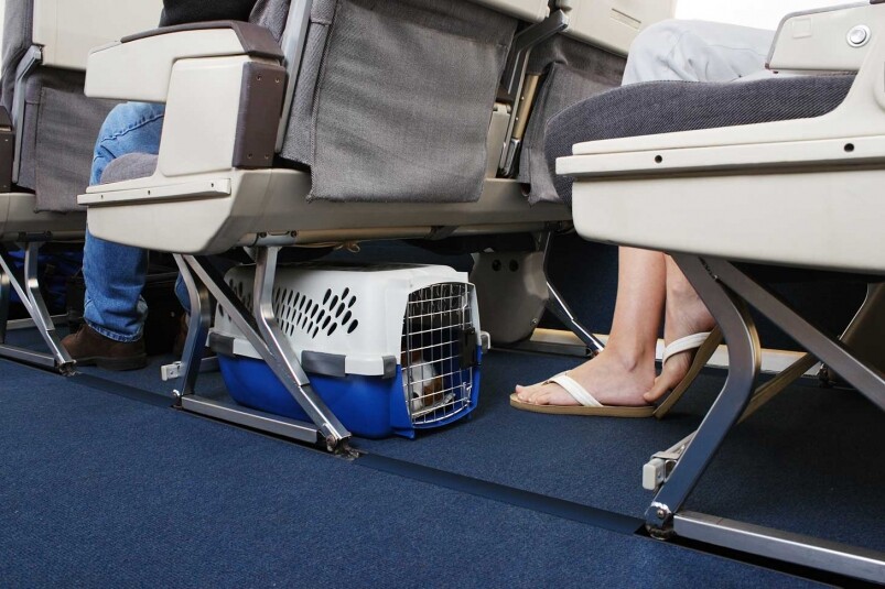 寵物可以一起坐飛機嗎？