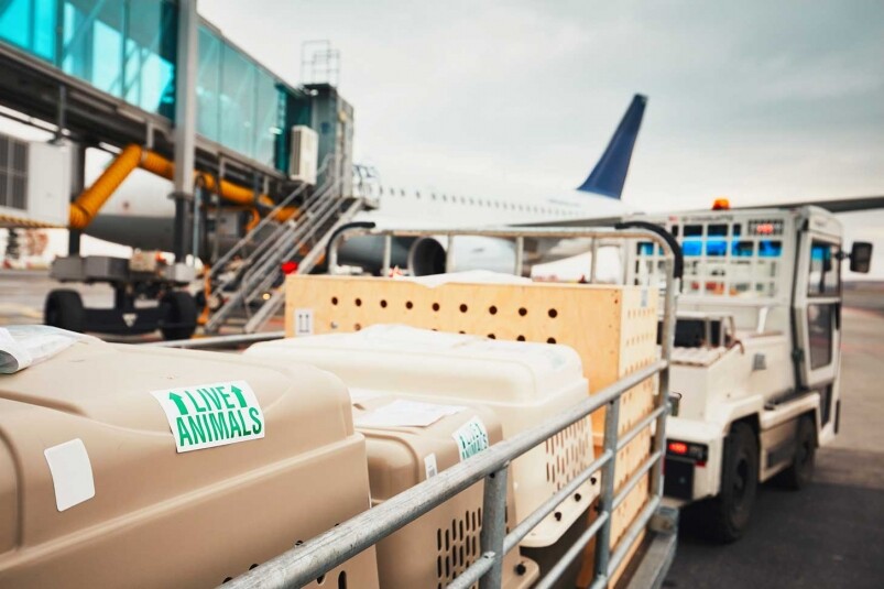 Cargo寄運寵物最煩 Cargo寄運寵物最煩