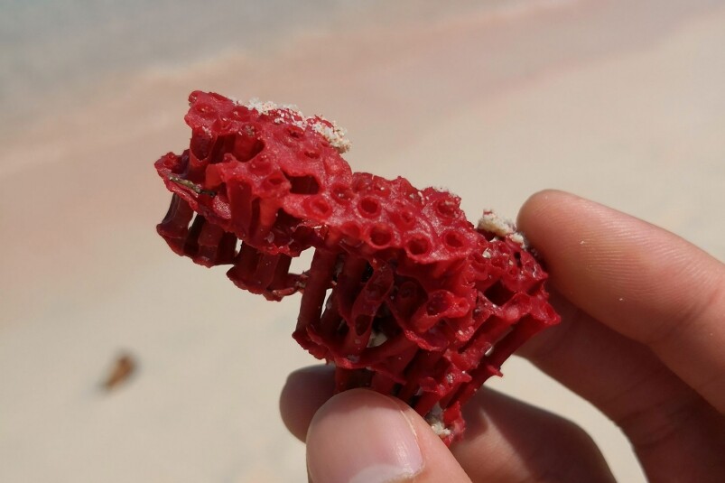 紅珊瑚