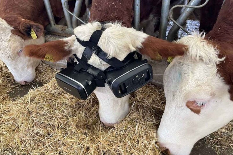 乳牛穿上VR