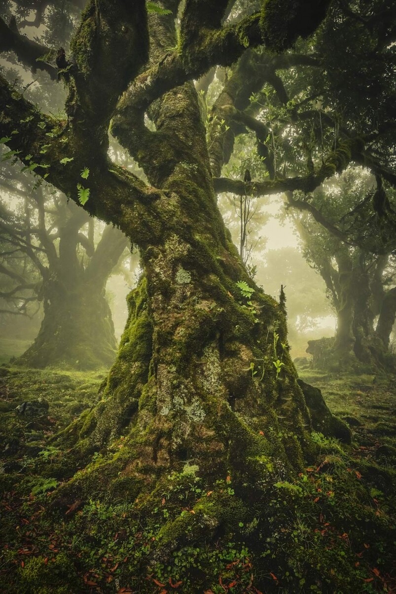 山野間的一株樹，如何才能拍出與別不同？這正是攝影師的觸覺。