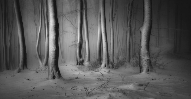 來自保加利亞的Veselin Atanasov拍下的一個保加利亞樹林風景，以黑與白去呈現一