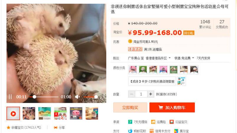 刺蝟兔子等小動物有人在Youtube拍過開箱的影片,原來她購買了一隻現時十 刺蝟兔子等小動物有人在Youtube拍過開箱的影片,原來她購買了一隻現時十