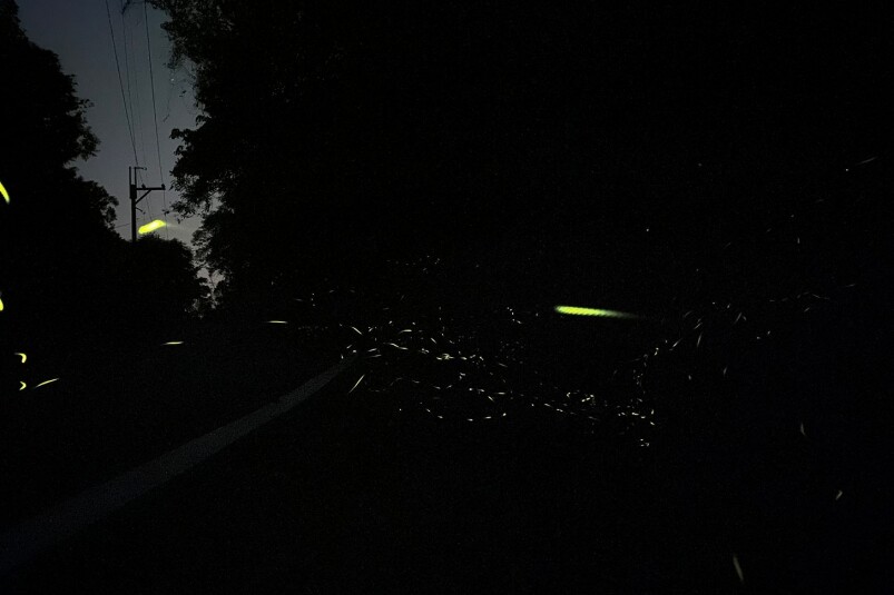 拍攝螢火蟲並不容易，光量低，飛行方向及數量亦未必如理想，太短的曝光