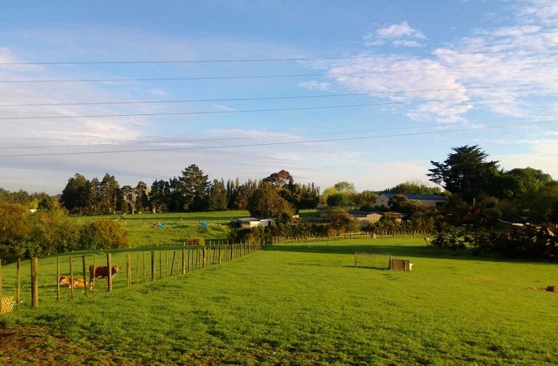 正所謂要養羊，就要有草，紐西蘭真的四處都是草，還不是弱弱的街邊公園