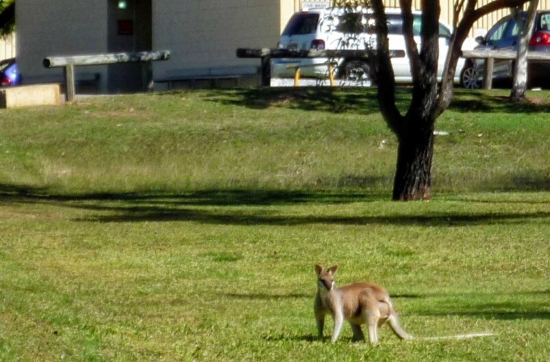 上堂路過草地，會經常見到小袋鼠（Wallaby）吃草，或是又紅又黃的澳洲野火雞遊