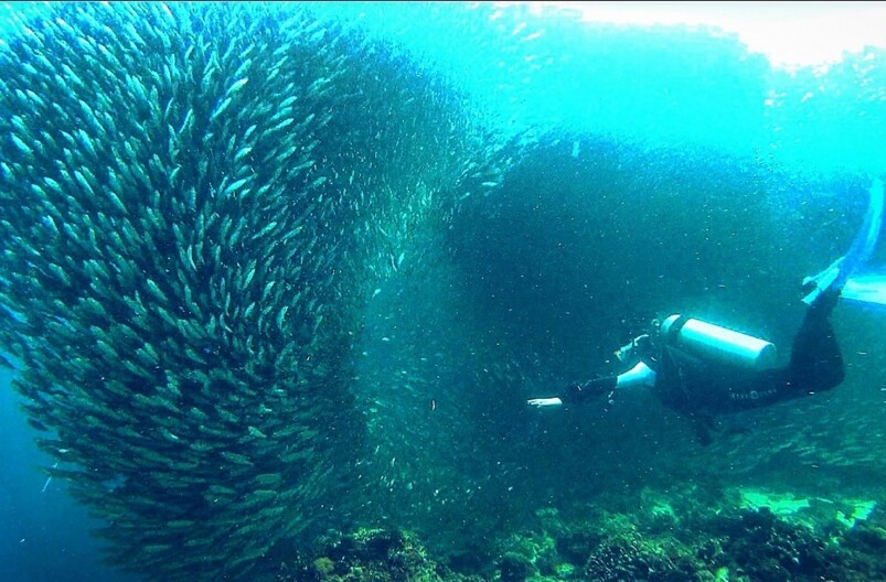 ……菲律賓薄荷島，平靚正的潛水勝地，那邊有可以輕易看到沙甸魚風暴的潛