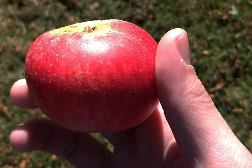 這裡的果園栽種著眾多分支的蘋果和梨，當中也有部分食用的品種，但釀