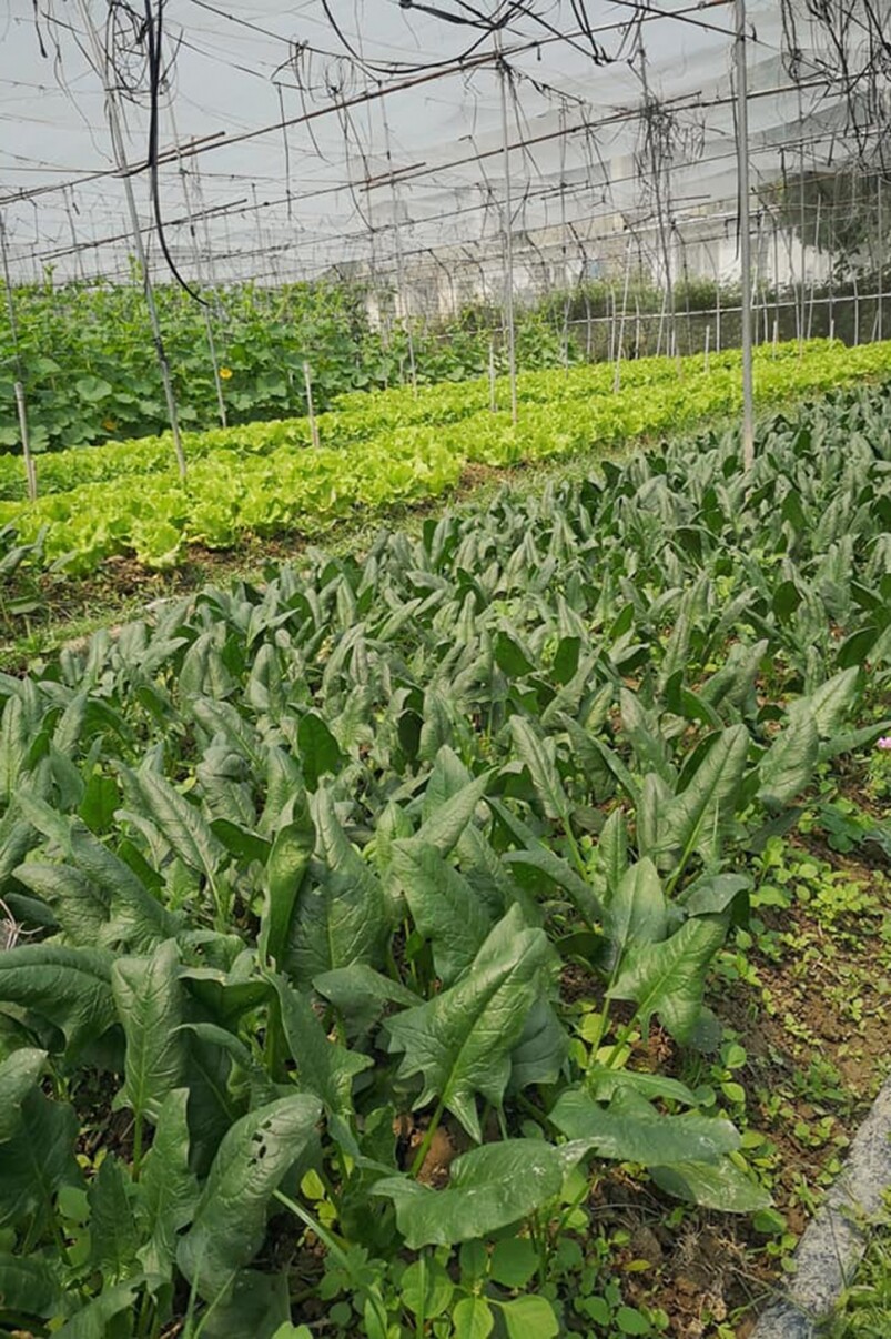 支持本地農業香港農夫丨嚴選5間本地農莊買本地菜