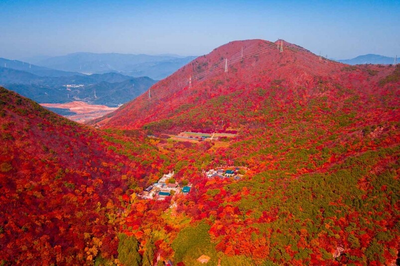 選擇楓紅全盛期的好處是，楓葉蘊染總面積達到山整體面積80%以上，隨便