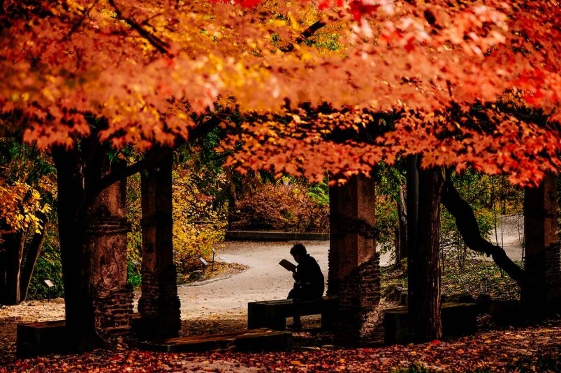 去德壽宮賞紅葉的好處不少,雖然不及景福宮多景點,但卻有宮守門將換 去德壽宮賞紅葉的好處不少,雖然不及景福宮多景點,但卻有宮守門將換