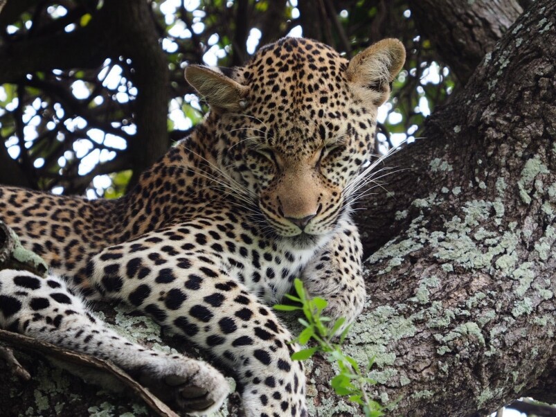 去南非看野生動物的話，要先了解幾樣事情，比如希望看到的動物可以在