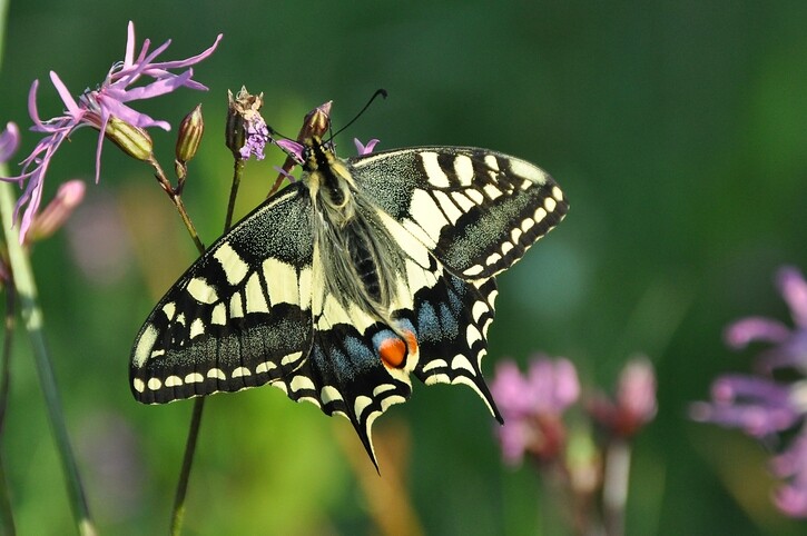 棲息於布羅茲濕地國家公園的罕見動物包括體型龐大的鳳蝶(Swallowtail butterfly)、水䶄