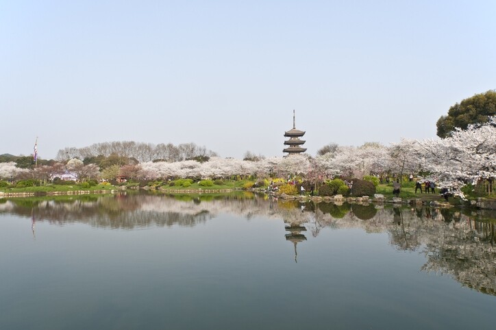 而湖北省首府武漢的櫻花也是聞名全國。東湖櫻園佔地約260畝，種了約一