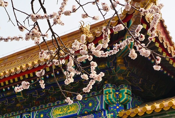 而紫禁城中的賞櫻體驗也是別有一番風味。老實說，櫻花樹並非連綿不斷
