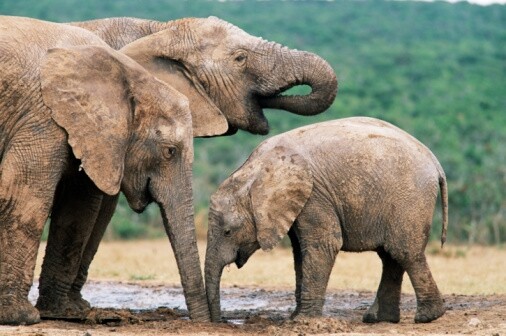 東開普省的頭號景點大概是阿多大象國家公園莫屬了，因為那兒有五巨