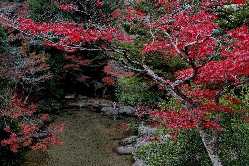 福岡——光明禪寺 福岡——光明禪寺