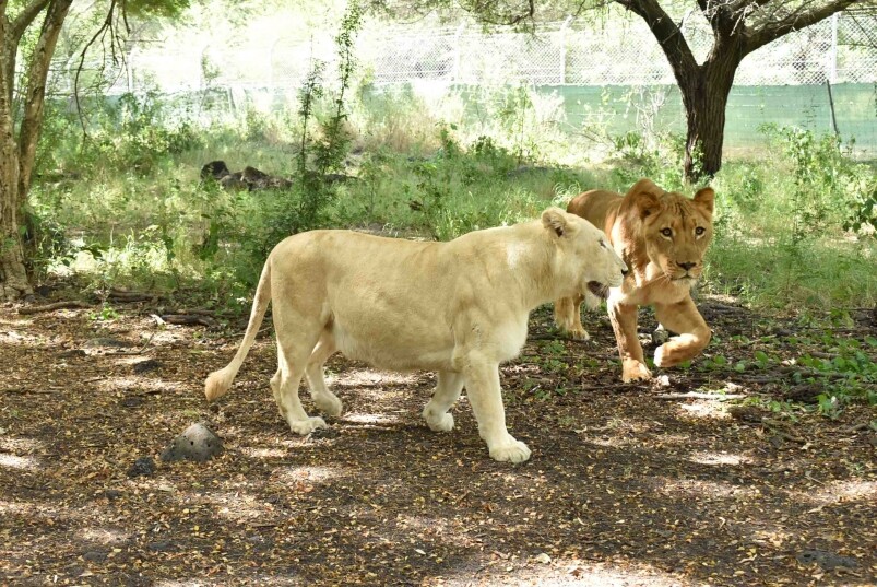 毛里裘斯很多不同的親親動物陸地活動,包括前往動物保護區,乘坐四驅 毛里裘斯很多不同的親親動物陸地活動,包括前往動物保護區,乘坐四驅
