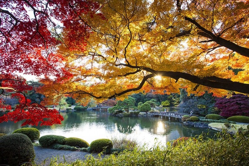 東京是港人到日本旅遊的熱點，東京的新宿御苑亦是秋天賞紅葉的好地