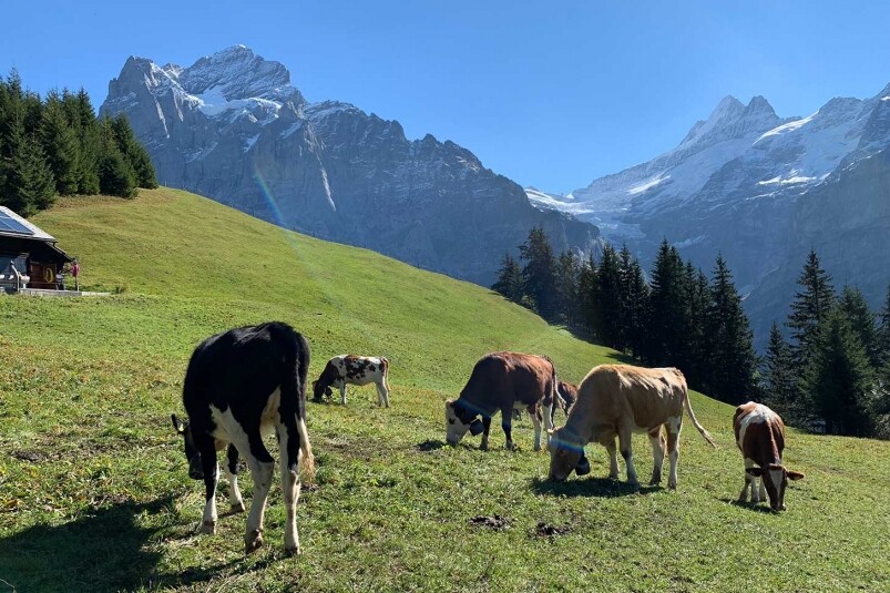 近距離看見瑞士牛牛，順手換個瑞士山區肺！