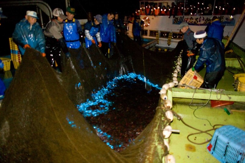 每年3到5月，「螢光魷魚」都會浮上海面產卵，讓海面磷光閃閃。而滑川市觀