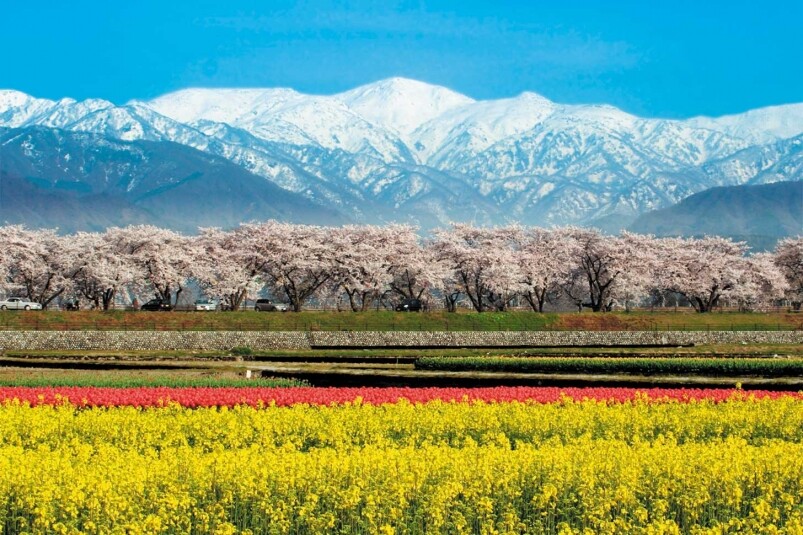 所謂的四重奏集殘雪下的朝日山岳及白馬山岳、夢幻的櫻花、色彩鮮艷的 所謂的四重奏集殘雪下的朝日山岳及白馬山岳、夢幻的櫻花、色彩鮮艷的
