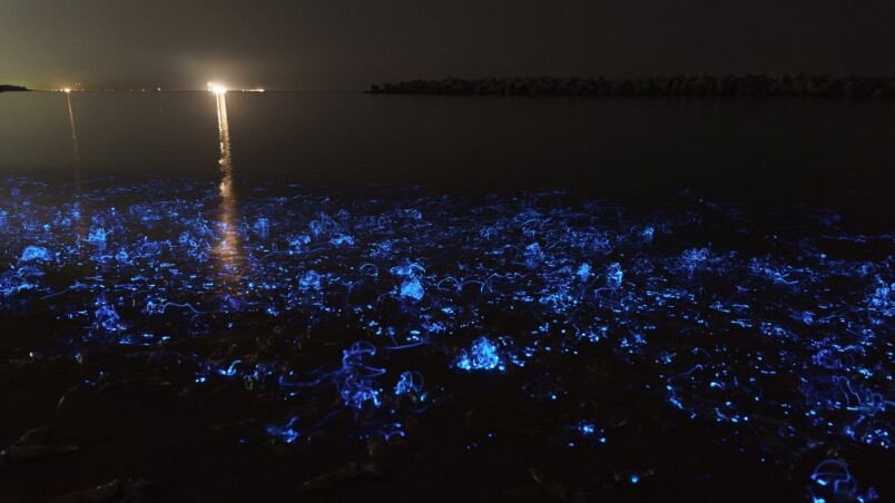 螢光魷魚海上觀賞