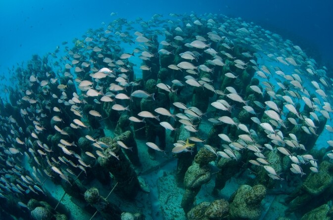 在墨西哥Cancun、Isla Mujeres 及Punta Nizuc 的海域附近， 海裡有個MUSA水底博物館。自2009年至今