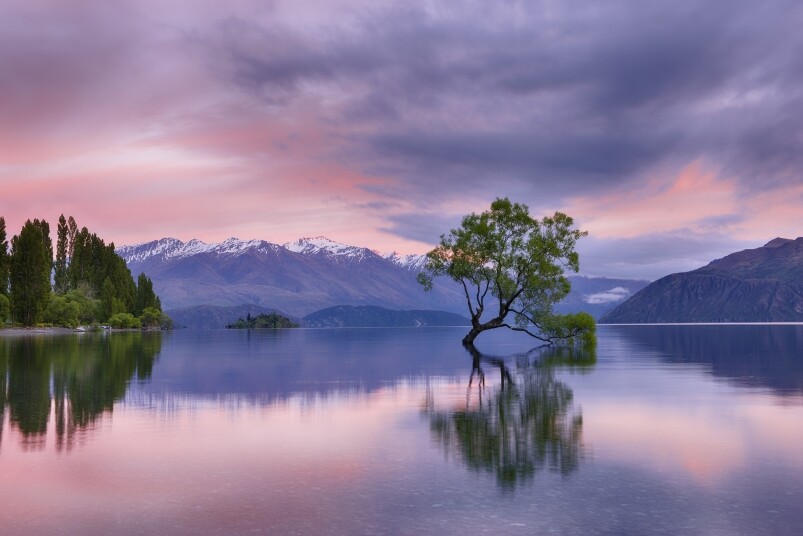 Wanaka必到的景點是「That Wanaka Tree」,它是一棵屹立在Wanaka湖上已經100年有多的柳樹。早 Wanaka必到的景點是「That Wanaka Tree」,它是一棵屹立在Wanaka湖上已經100年有多的柳樹。早