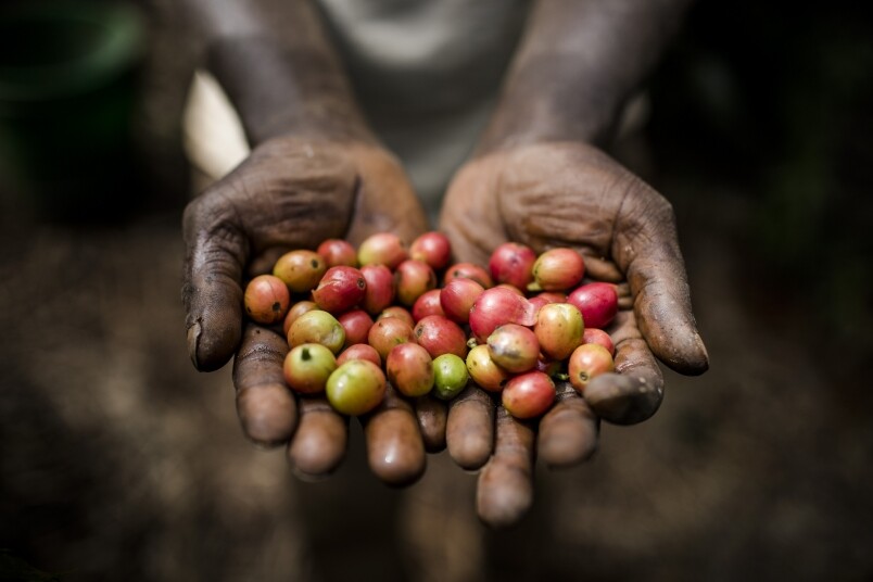 世界上的咖啡種類實在多到數不清楚，單是說阿拉比卡種（Arabica）就多達200種