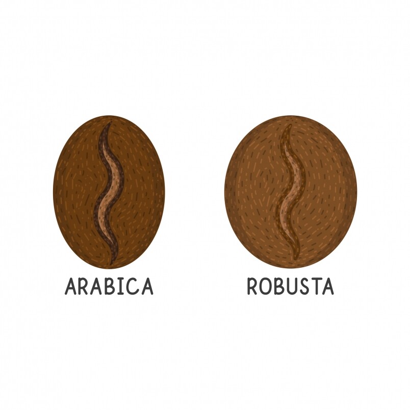 Arabica也是代表着不少高質咖啡的品種，主要以單品咖啡的形式加以品嚐，例