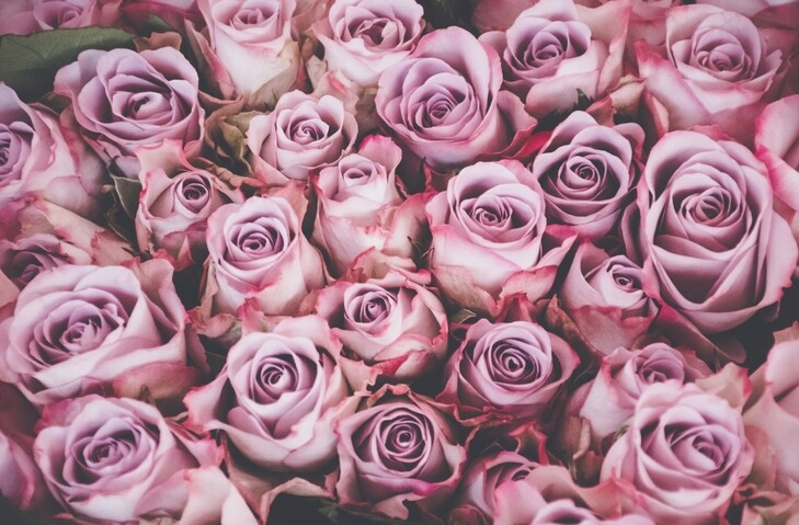 其實不同品種的玫瑰花都各有它的美，但其中最受到女士青睞是玫瑰花