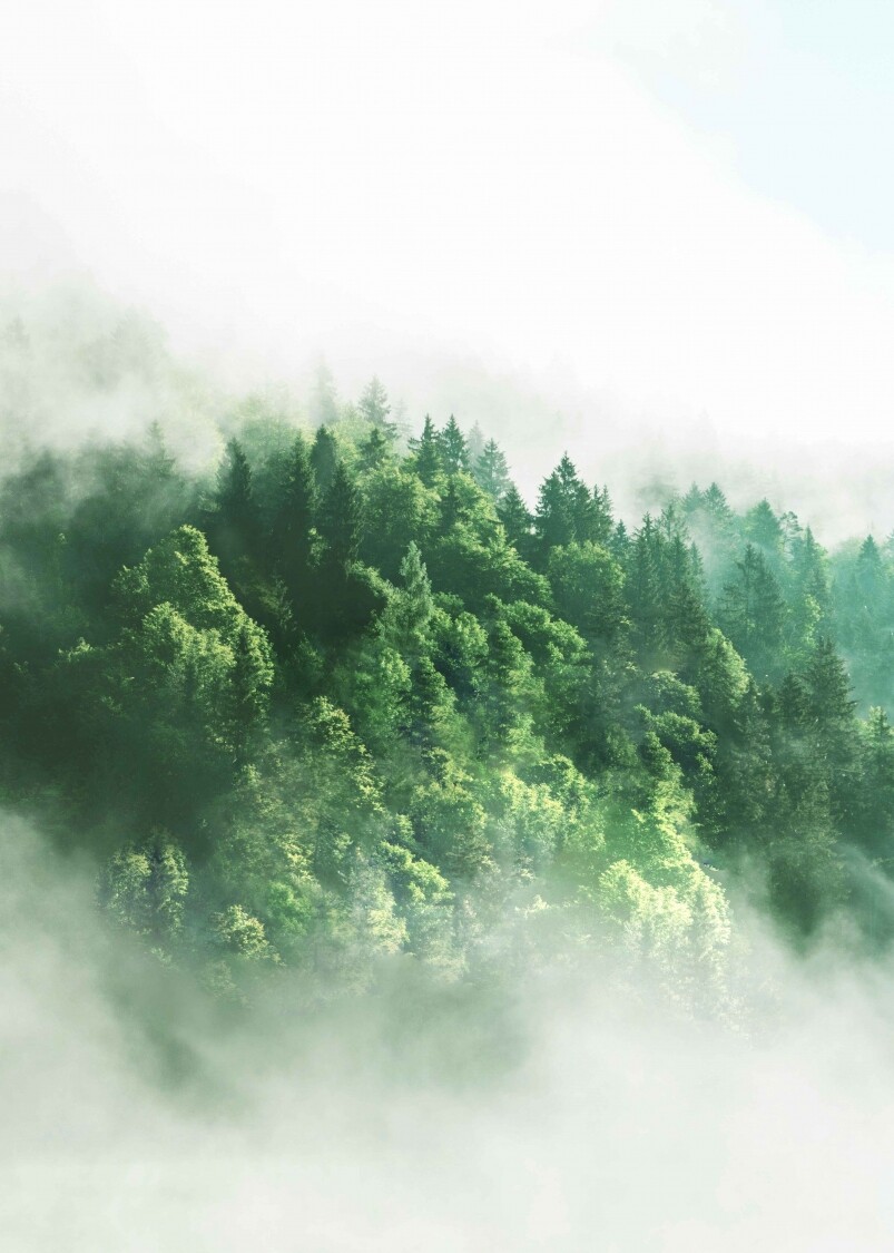 良心企業！Timberland承諾在全球種下5000萬棵樹